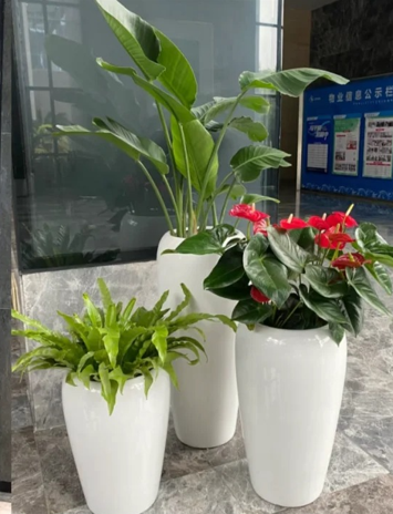 杭州湾花木租摆上架四大特点，全面解析